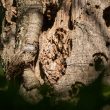 Grimpereau des jardins rentrant au nid avec une plume de duvet